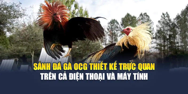 Trải Nghiệm Sảnh Đá Gà OCG Kịch Tính Tại Nhà Cái 78WIN 5 Sảnh đá gà OCG thiết kế trực quan trên cả điện thoại và máy tính